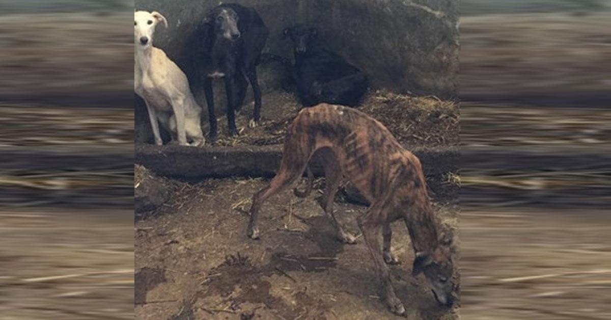 Exigimos la retirada inmediata de todos los galgos de JOÃO MOURA