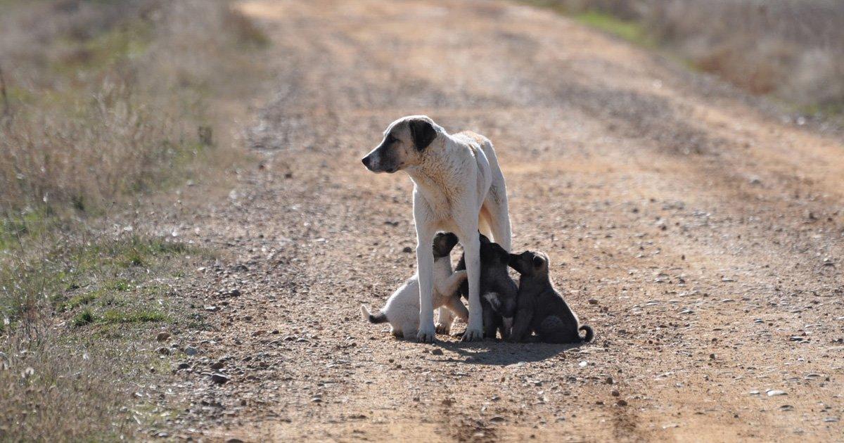 Endurecer las penas por abandonos y maltrato sobre los perros de Andalucía