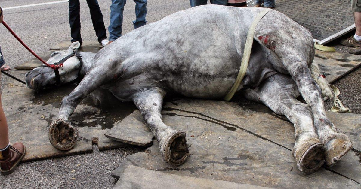 Conseguimos parar a exploração e o maltrato de muitos cavalos em Santiago de Compostela