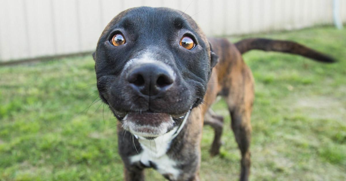 Financiar económicamente a los refugios de mascotas