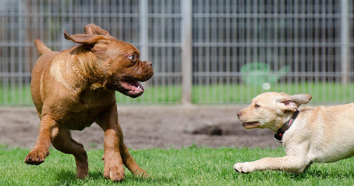 Help the stray animals, build are free shelters