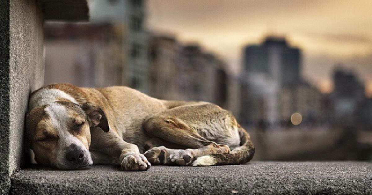 Rescatar animales abandonados de las calles!