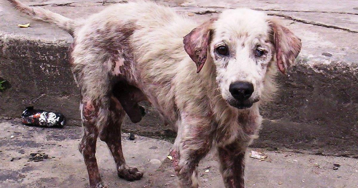 Cuidemos a Nuestros Hermanos Peludos, Ellos También Merecen Ser Respetados y Tener un Hogar