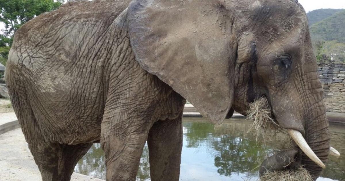 Rescue Ruperta! An elephant from the Caracas Zoo, Venezuela