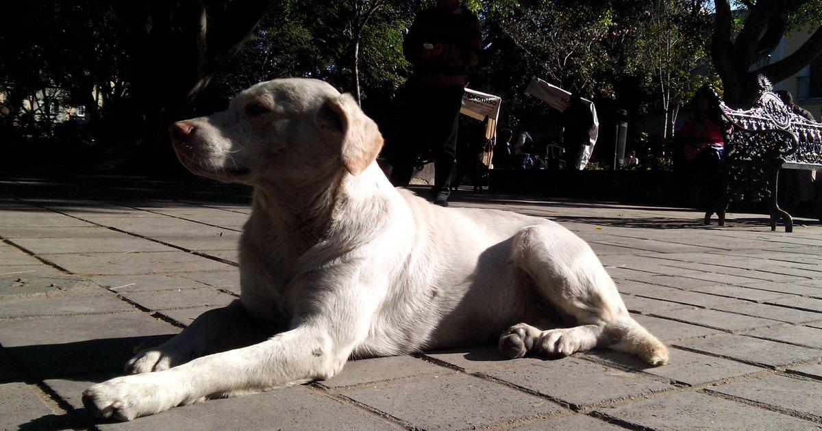 Misión Nevado para Charallave, para ayudar a nuestros animales