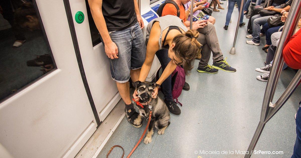 Ride the Bilbao Subway with our dogs