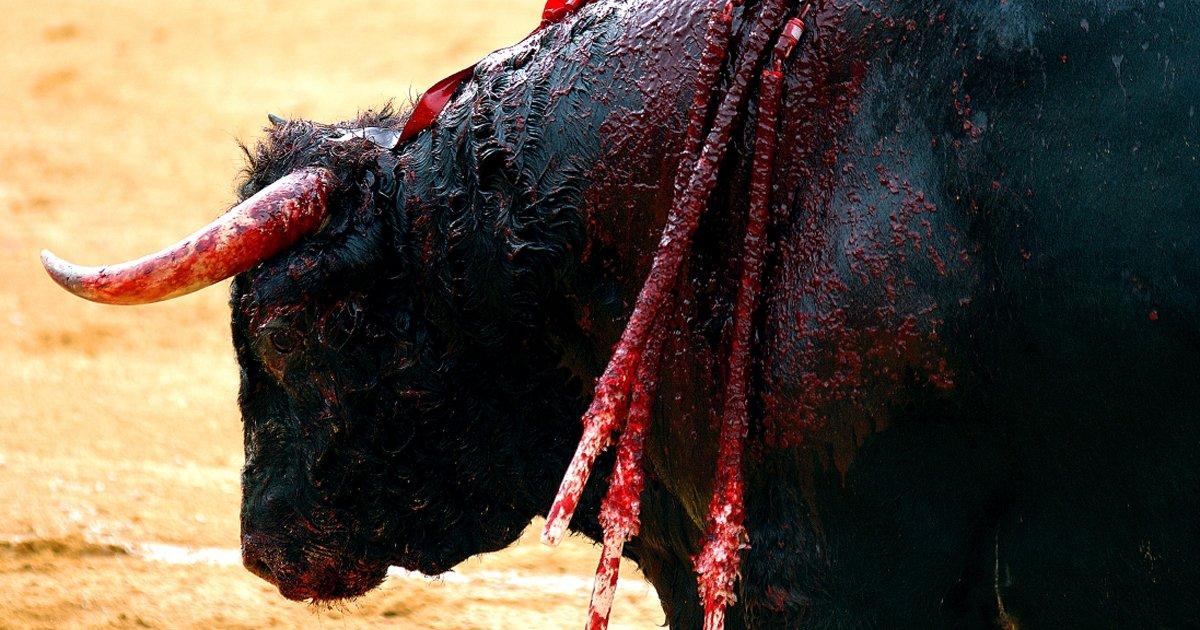 Salvare i tori Miura, fermare le corride