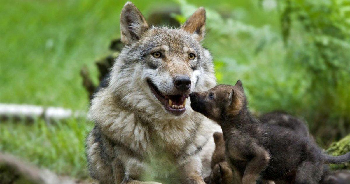 Salvare i lupi di Francia e in Europa