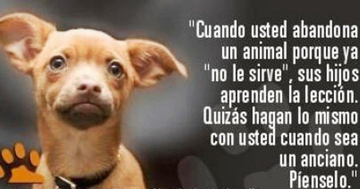 ¡Menos Animales en las Calles!