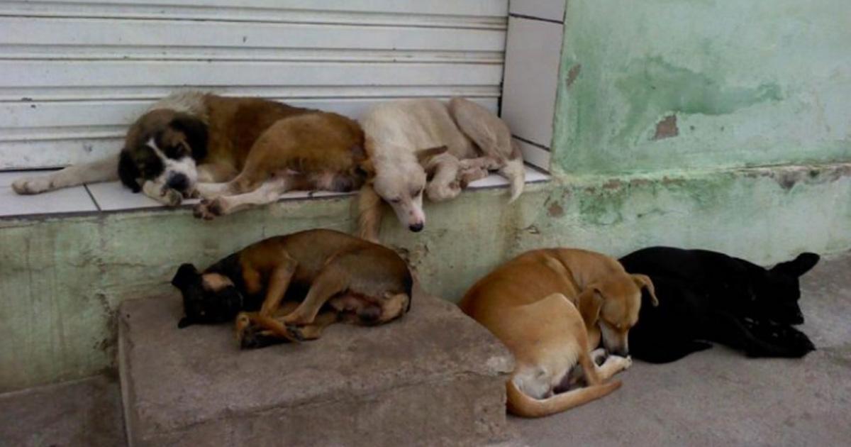 Shelter for animals that are abandoned in the city of Francisco Morado and fine for abandonment