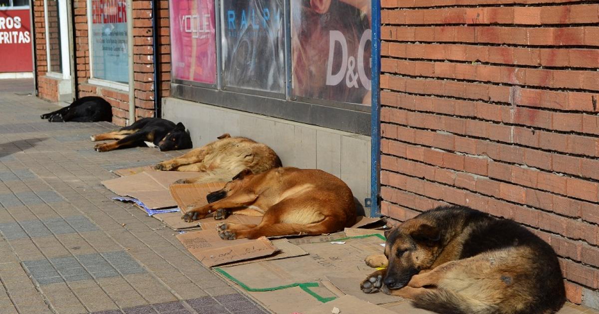 En vez de darle muerte con veneno a los perros que hagan un lugar en donde poder tenerlos ya que son muchos