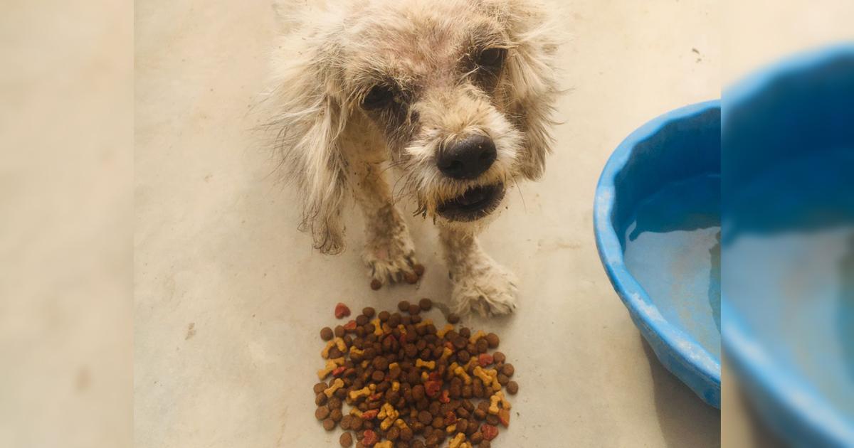 Un refugio publico para caninos y felinos