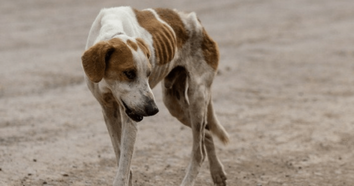 Refugio para animales abandonados y maltratados