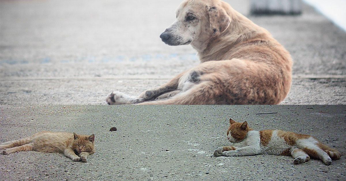 Castración masiva de perros y gatos machos de la calle y comunitarios