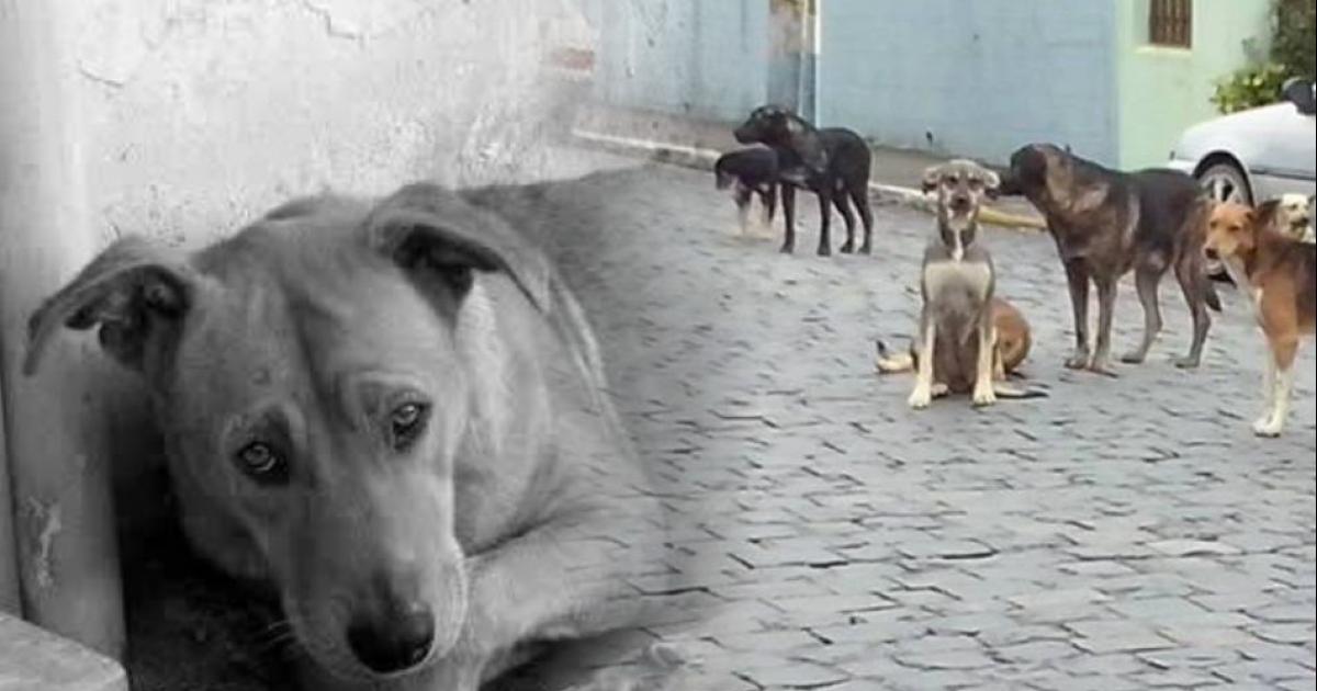 Refugio para animales en São Francisco do Sul