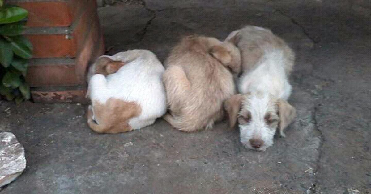 Que no se abandonen mas gatos y perros por las calles de Asunción