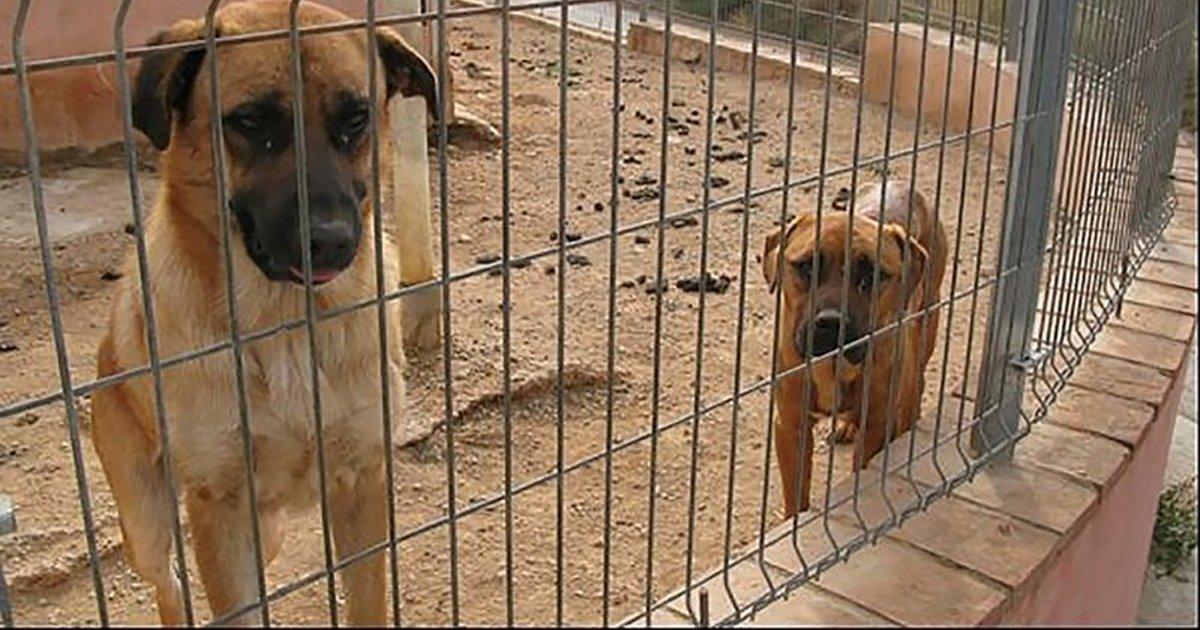 Close the OIiscan shelter in Torredembarra. Save all the animals that are there