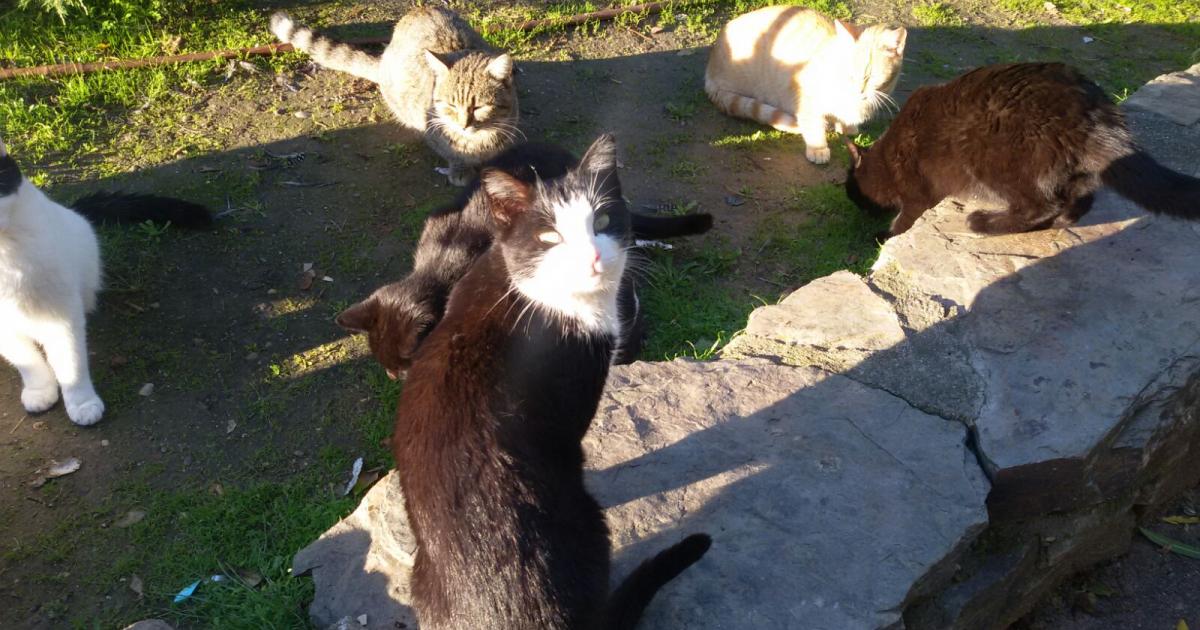 Carnet para alimentar gatos callejeros