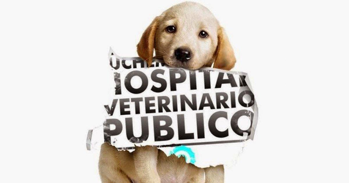 Construyamos Hospitales Veterinarios Publicos y Refugios