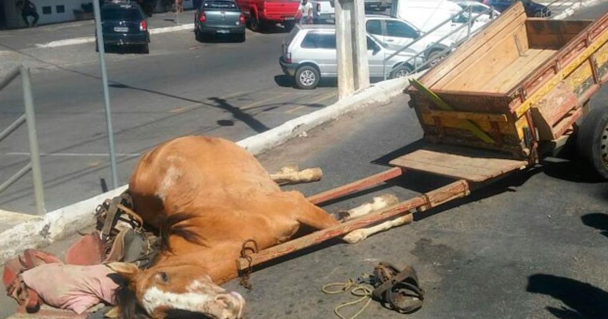 Pedir a proibição de uso de carroças puxadas por cavalos e éguas causando um grande sofrimento ao animal