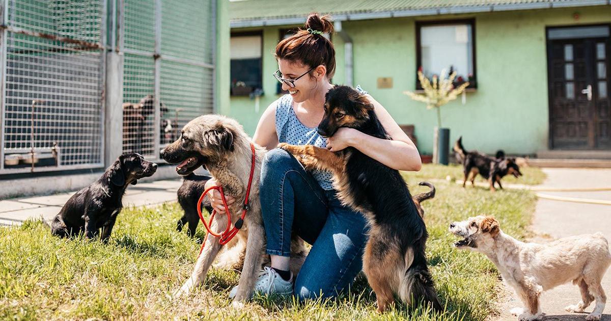 Esterilizar, acoger y proteger a los gatos y perros