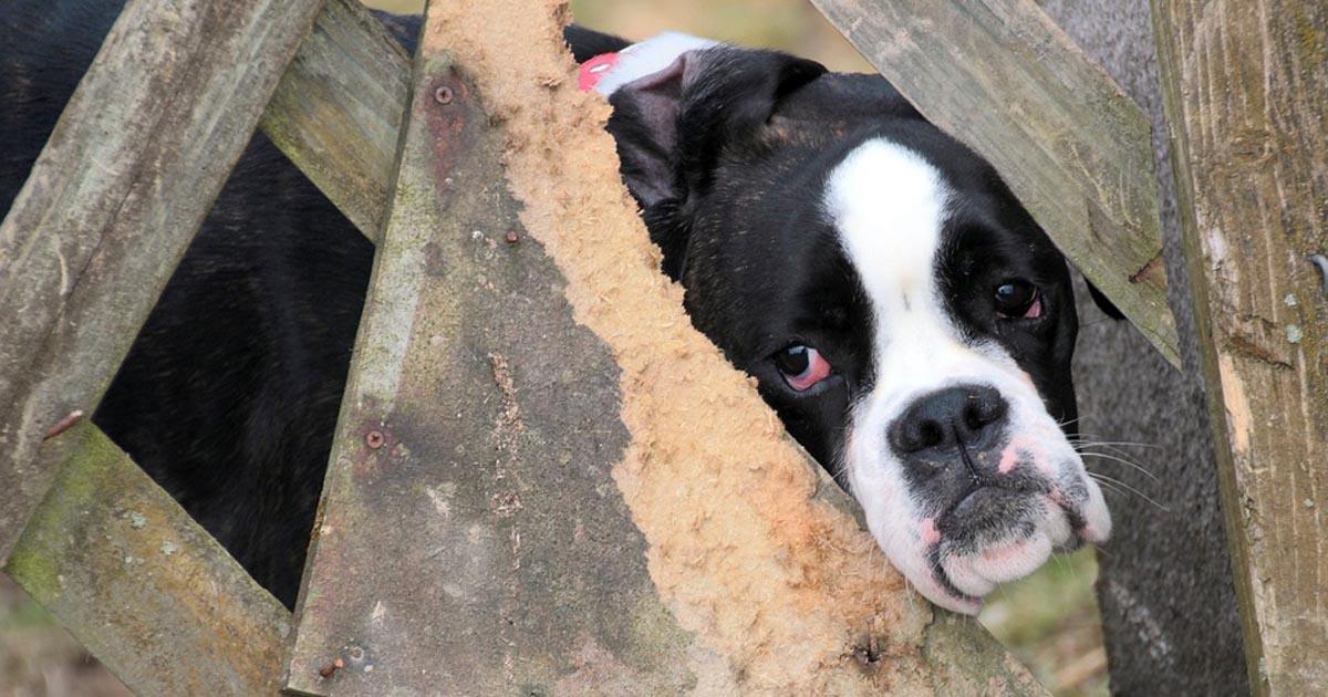 Sancionar a las personas que dañan animales