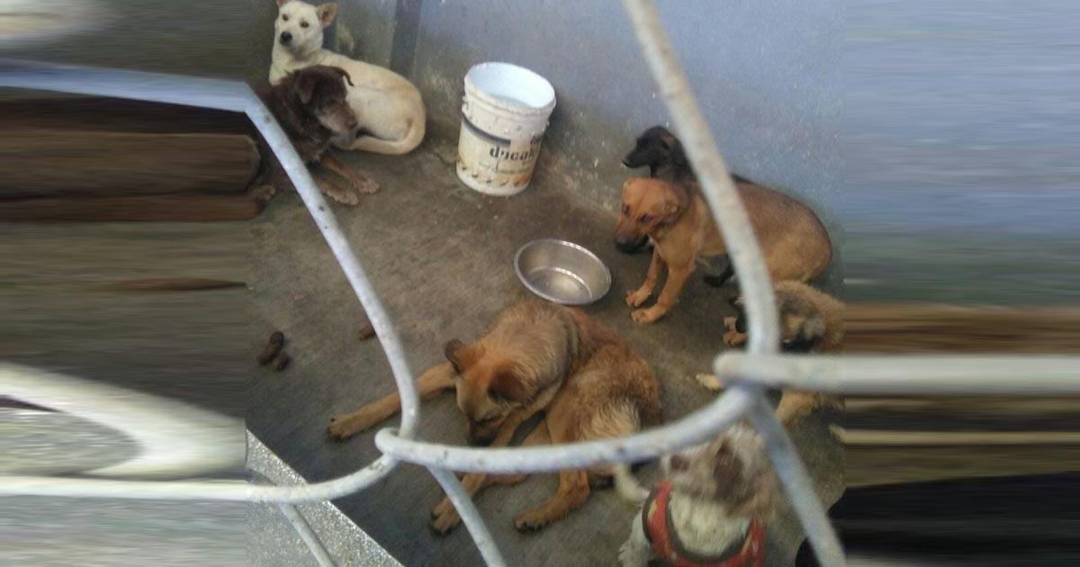 Salvar el Centro de Atención Animal de la crueldad de sus directivos solapados por Katia Ortiz (Regidora)