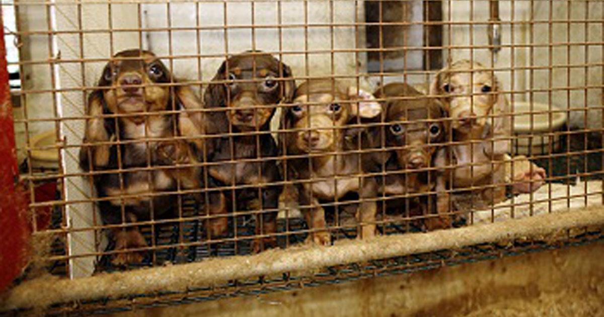 Cerrar fábricas de cachorros en España