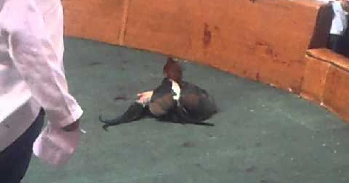 Vamos fechar este grupo no Facebook, que contém violência envolvendo animais