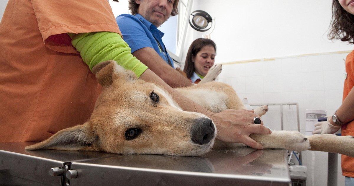 Atención Veterinaria Gratuita y Hospitales Públicos para Animales