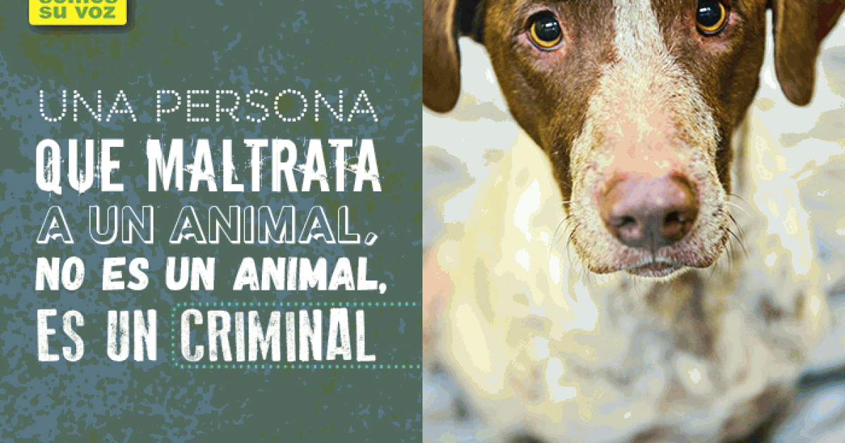 O Congresso de Nuevo Leon tipifica o abuso de animais como um crime!