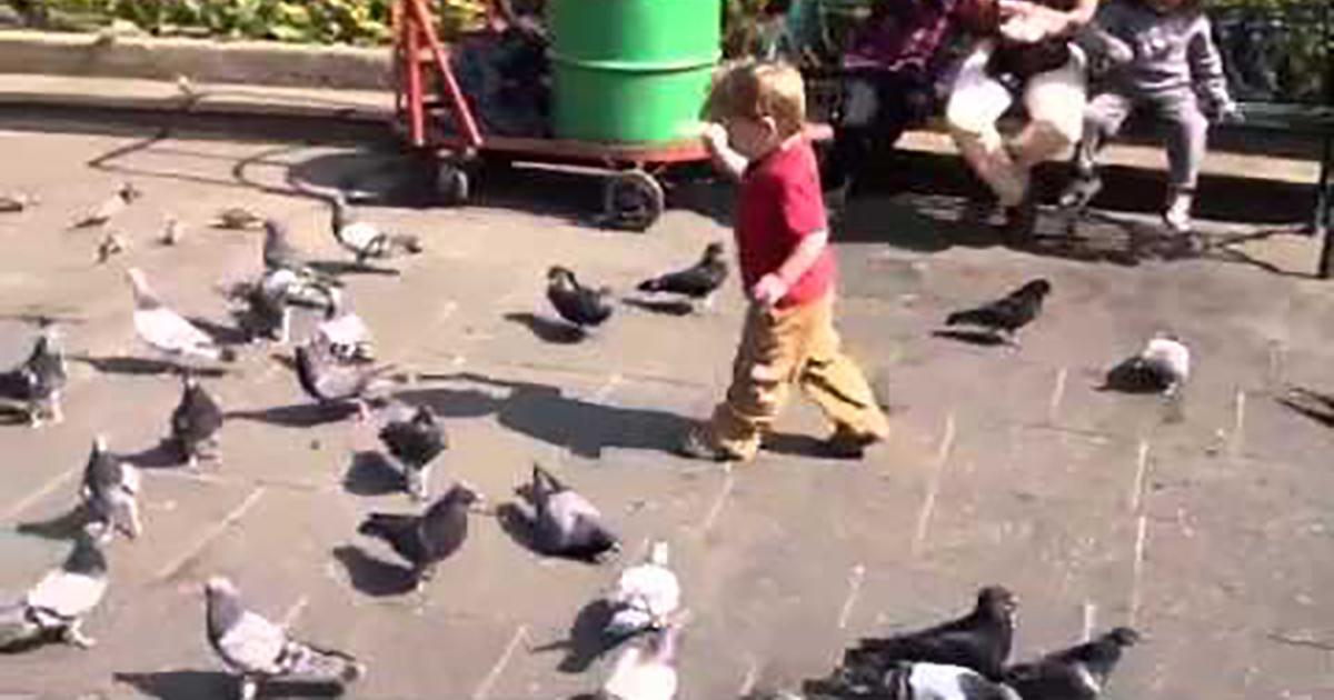 Vigilar el resguardo y seguridad de las palomas que habitan en nuestra comunidad