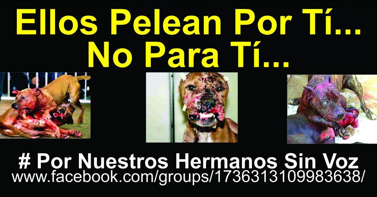 Stop the international dogfights of pitbulls in Aguascalientes and throughout Mexico