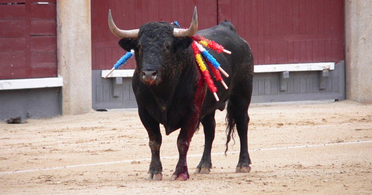 Não aos maus tratos a touros em festas da Espanha
