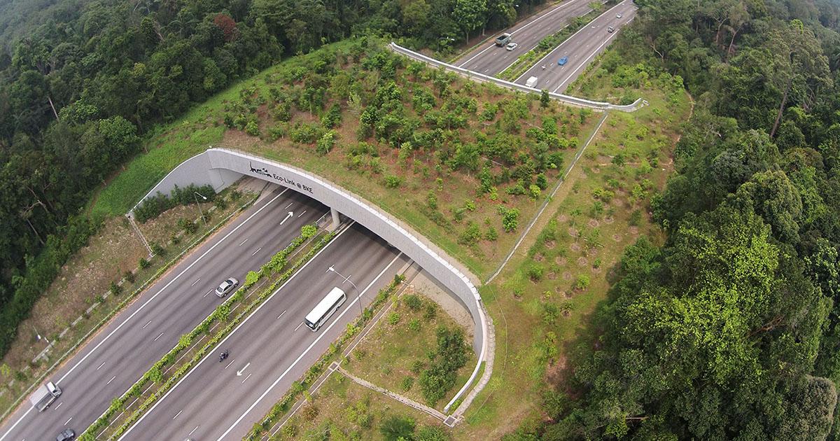 Create bridges for animals to cross highways and roads