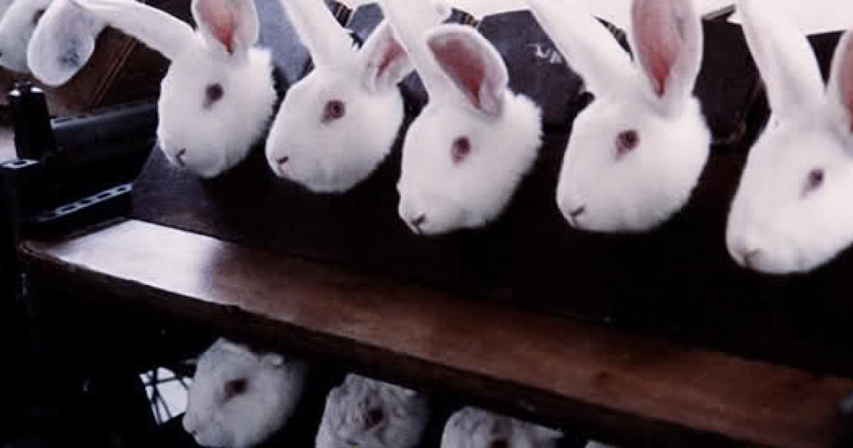 Que los productos de tipo cosmético que realizan pruebas en animales declaren estas acciones en sus botellas o envases