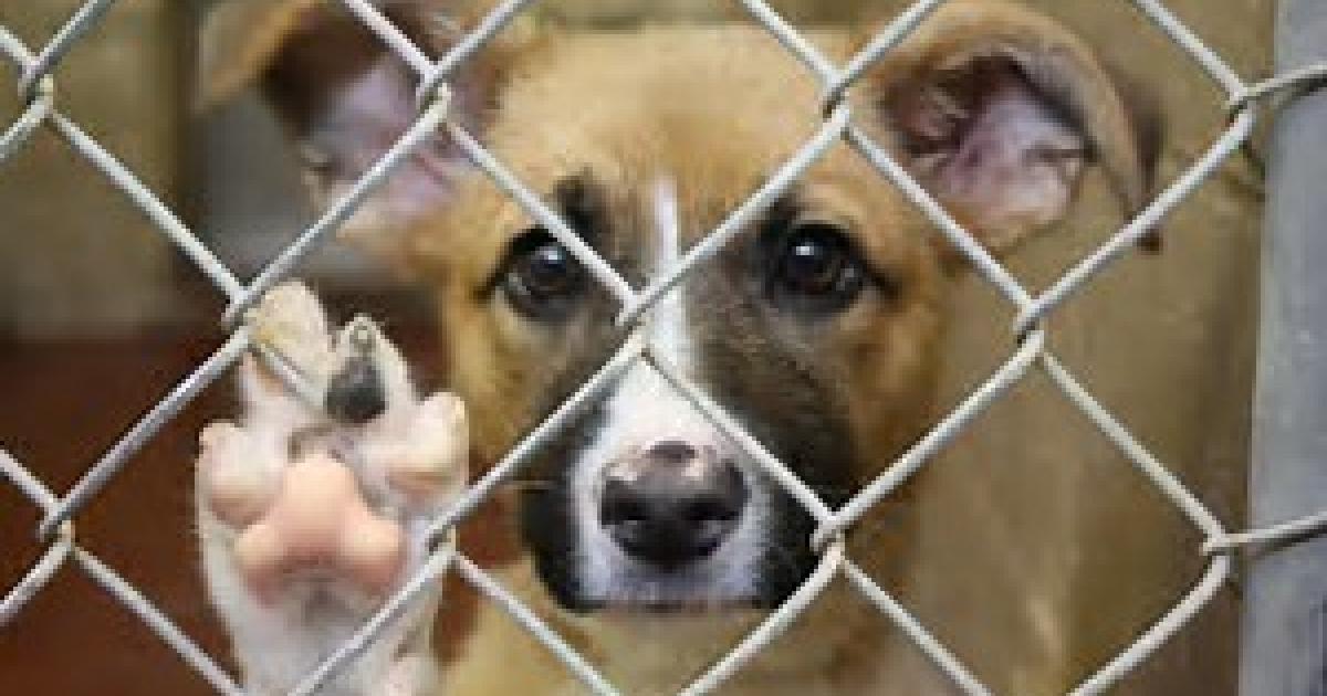 Prohibir la venta de perros y gatos en tiendas de mascotas