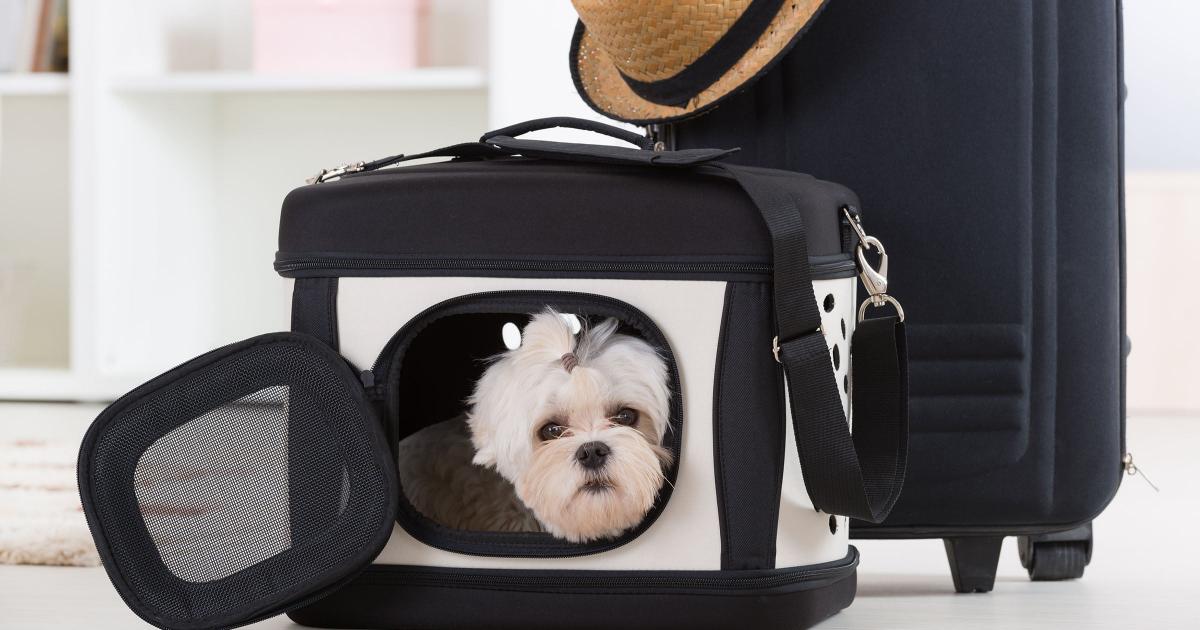 Que los ómnibus de larga distancia permitan transportar mascotas en sus viajes con pasajeros.