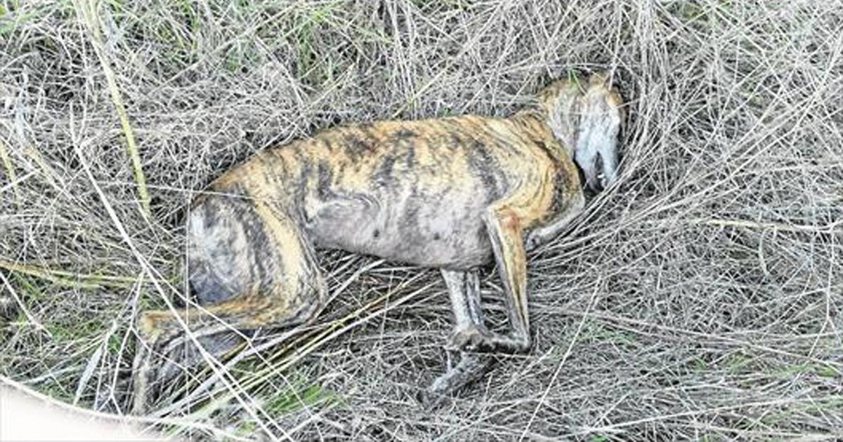 Je Veux Que L Espagne Considere Les Animaux Comme Des Etres Sensibles