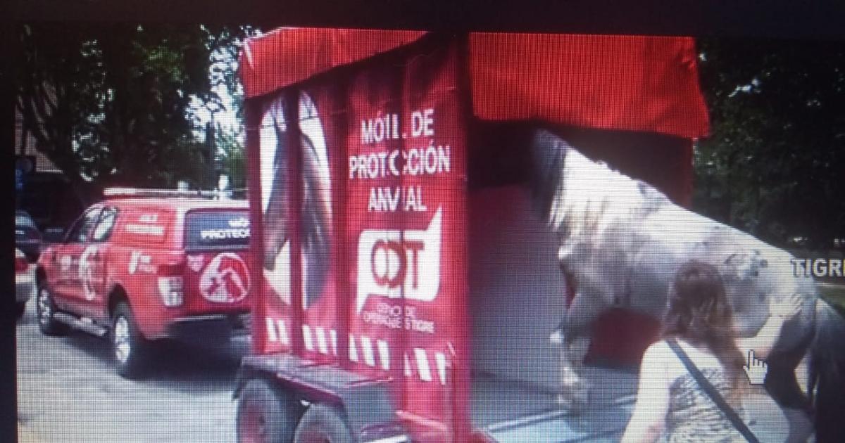 Prohibir la tracción a sangre y dar una opción de vehículo motorizado a los cartoneros de Tigre