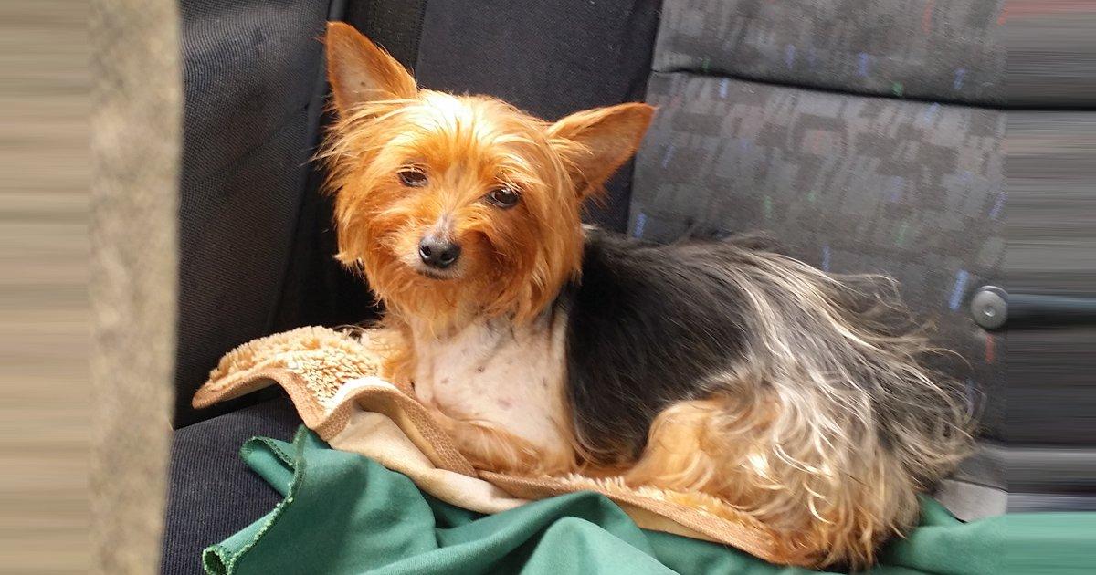 Report veterinary clinics for malpractice resulting in death