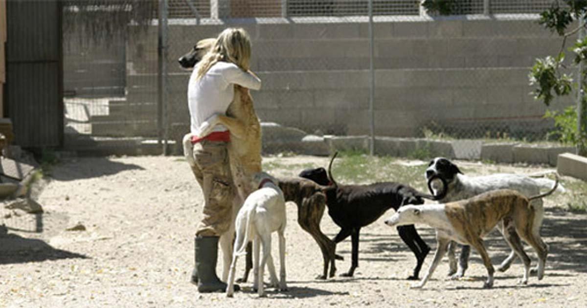 Crear un Refugio para Animales Abandonados, con Asistencia Veterinaria gratuita