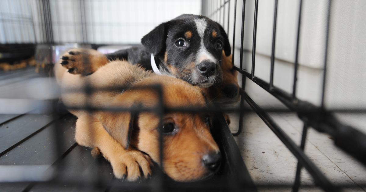 Protección animal. Basta de abandonos. Responsabilidad