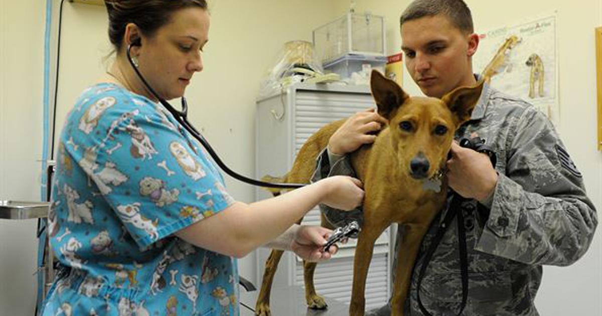 Veterinaria popular financiada por el gobierno