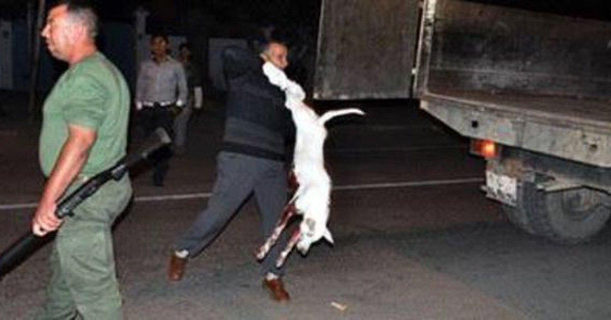 Salvar os cães de Marrocos