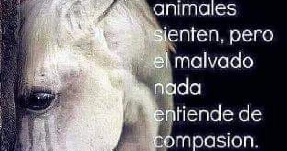 La vente d'animaux doit être interdite dans le marché San Bernabe