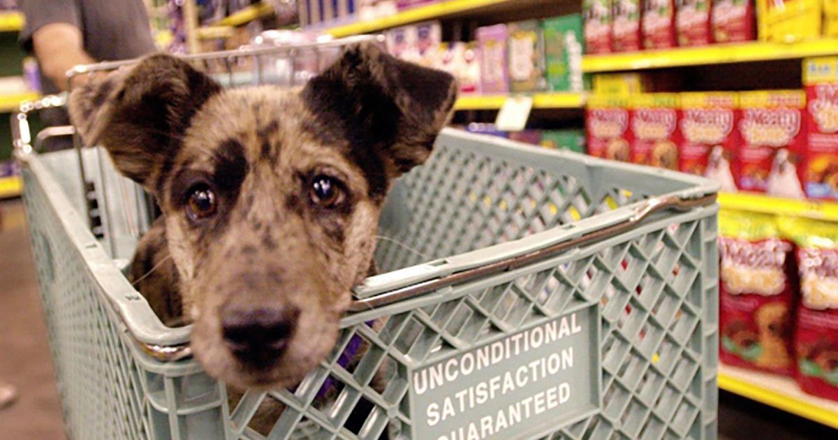 Que los perros puedan entrar al supermercado al menos un día a la semana