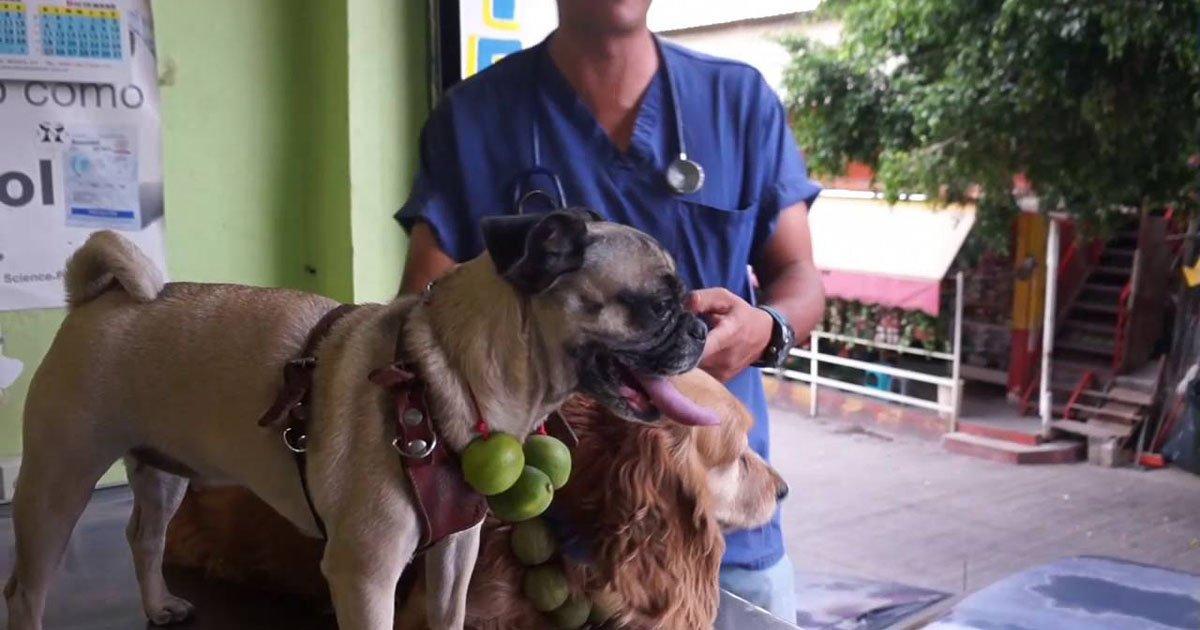 Queremos que También Haya en mi País un Hospital Gratuito Para Animales