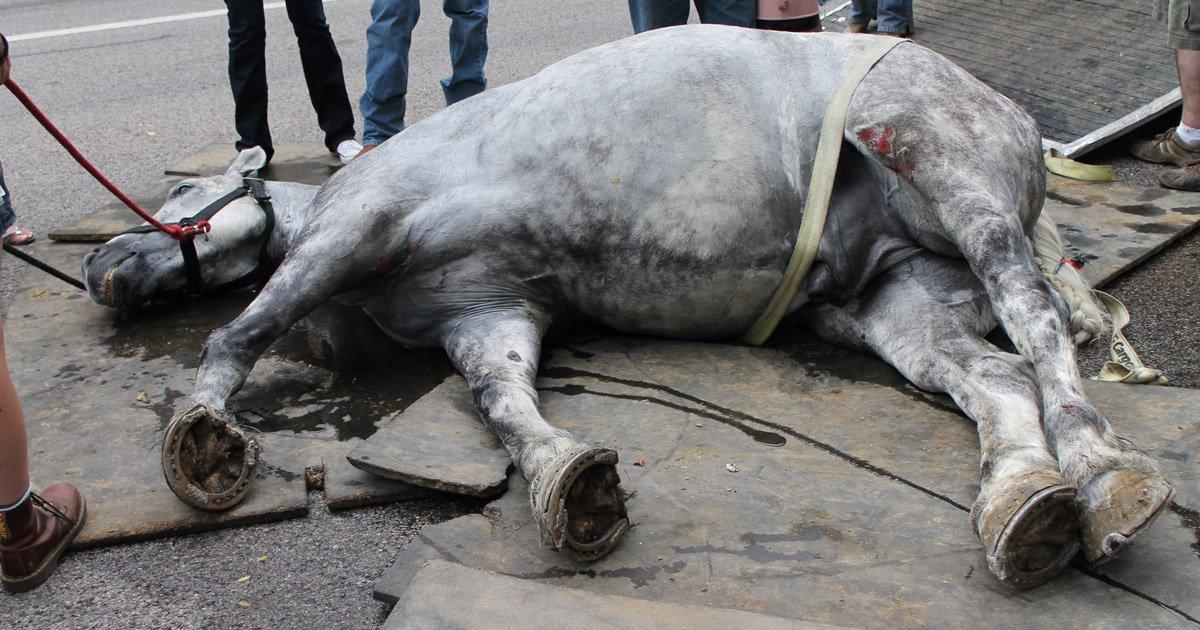 Prohibir la Tracción a Sangre y Leyes Más Duras Contra el Maltrato y Abandono de Mascotas