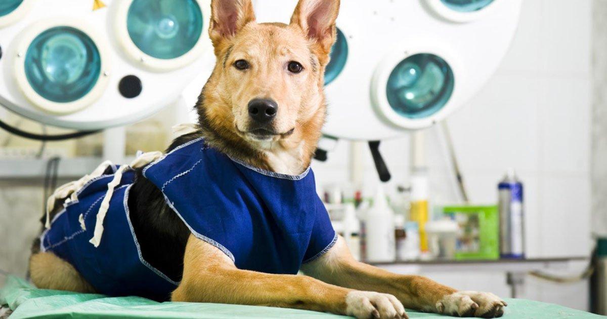 Créer une loi pour la stérilisation des animaux de compagnie